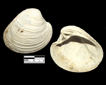 Bivalve pleistocene da identificare